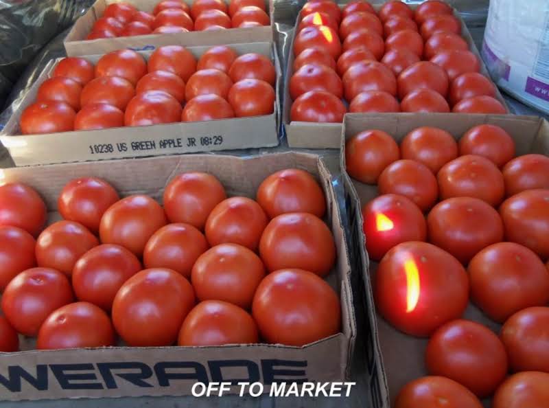 Canned Stewed Tomatoes