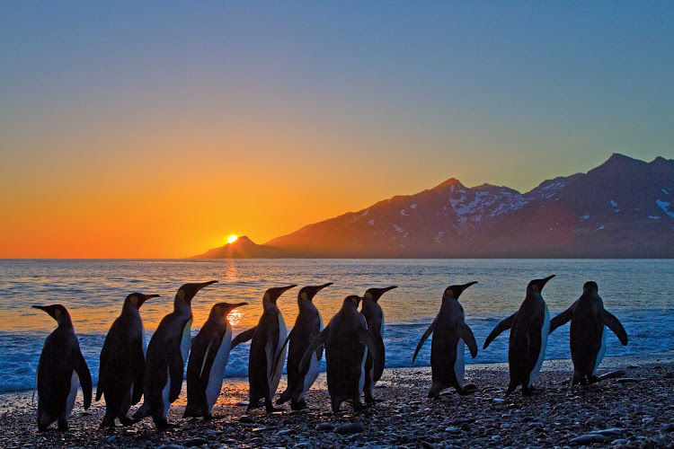 King penguins walk along the shore at sunrise on South Georgia Island during a Lindblad Expeditions tour.