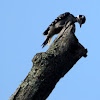 Hairy Woodpecker