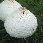 Parasol Mushroom