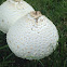 Parasol Mushroom