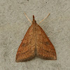 Brown moth