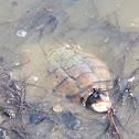 Common Snapping Turtle