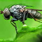 Ephydrid Fly.