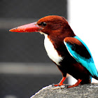 White-throated kingfisher