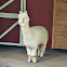 Alpaca