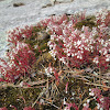 Elf Orpine