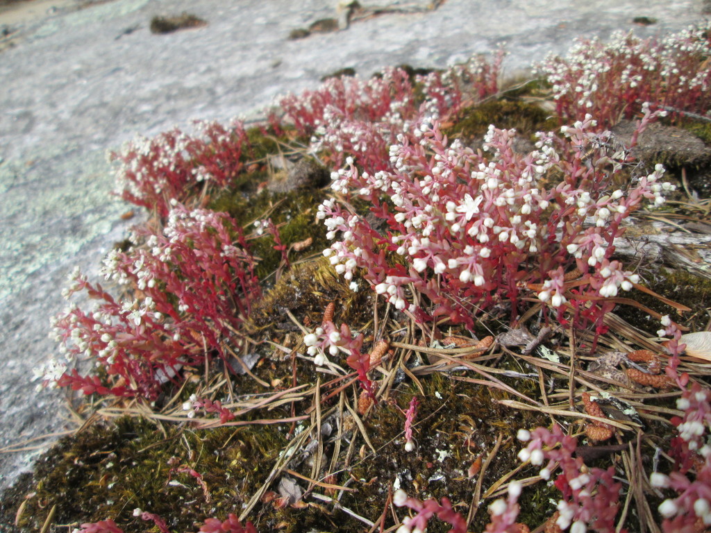 Elf Orpine