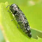 Citrus Bark Borer