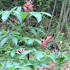 Red buckeye