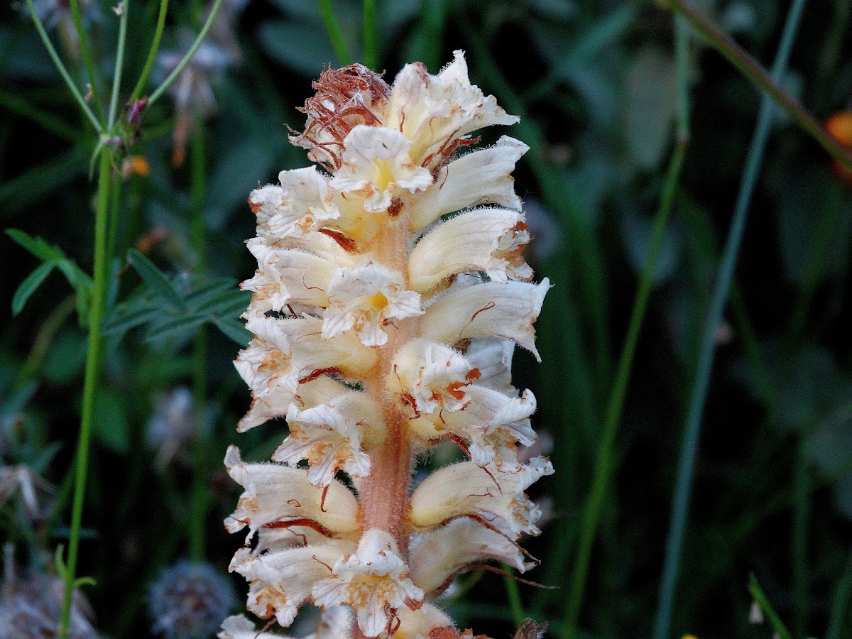 Broomrape