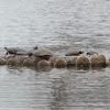 Midland Painted Turtles