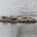 Midland Painted Turtles