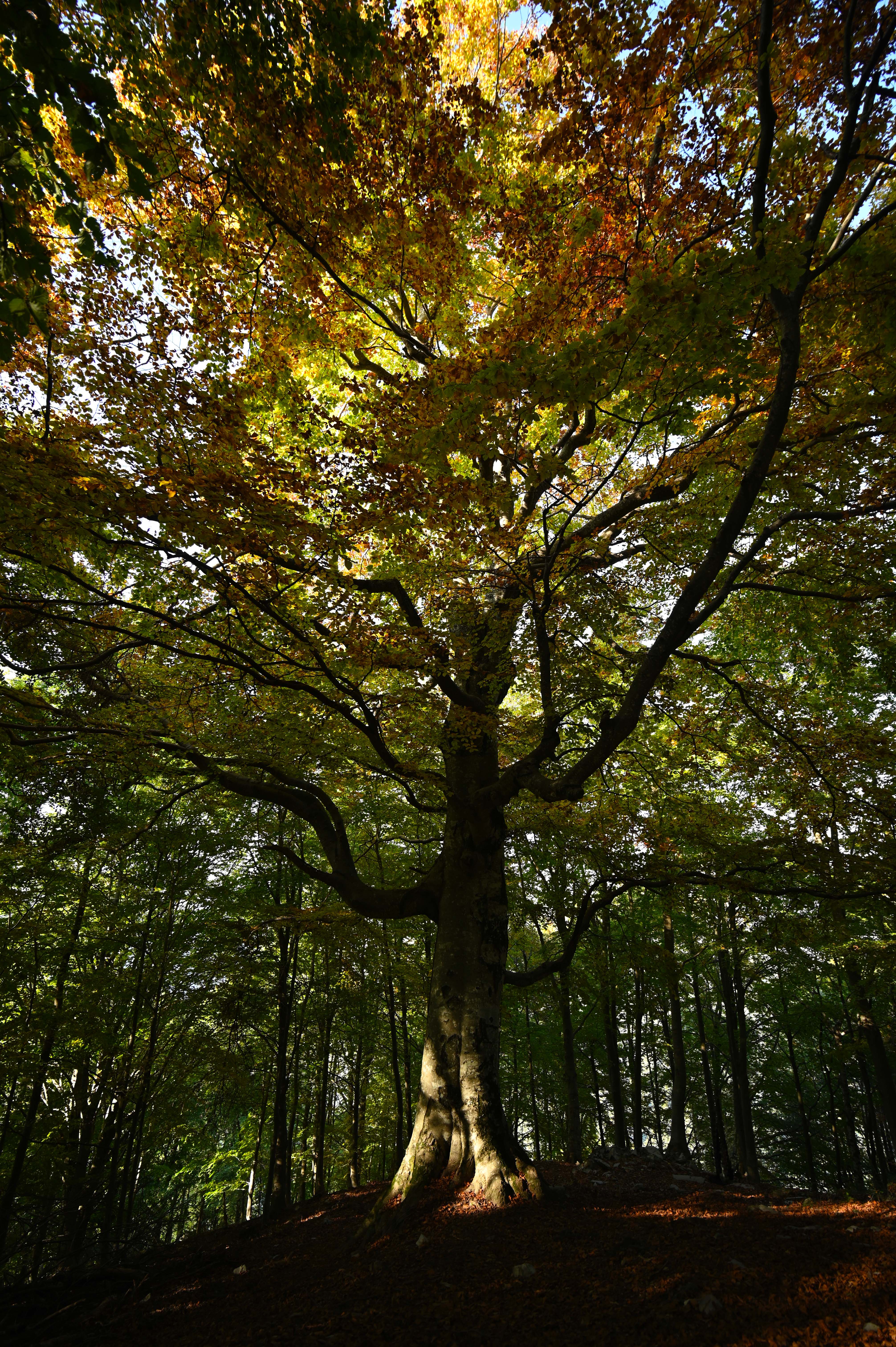 Luce d'Autunno di Cesarerosa