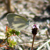 Barred Yellow Sulphur Butterfly