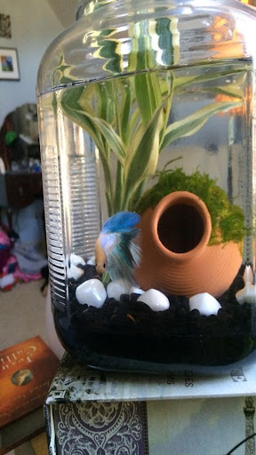 DIY Aquarium Decorations Ideas