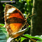 Common Palmfly, female