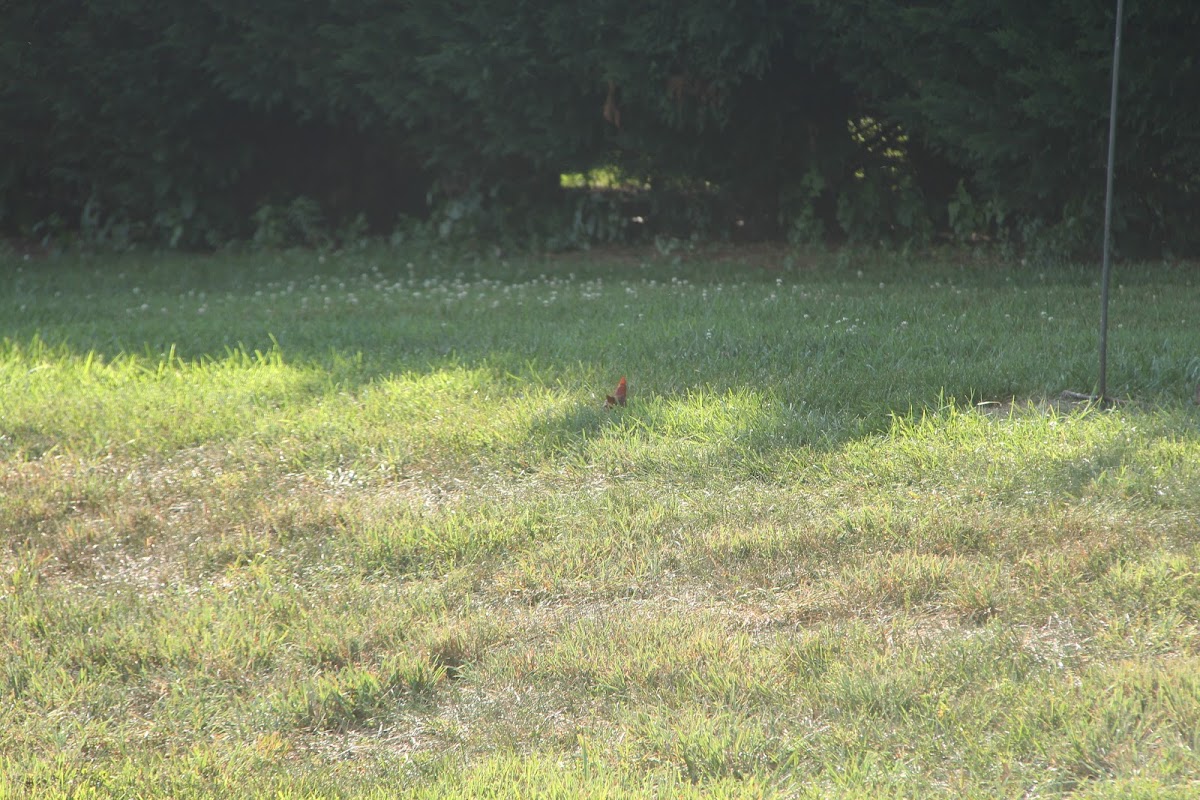 Cardinal