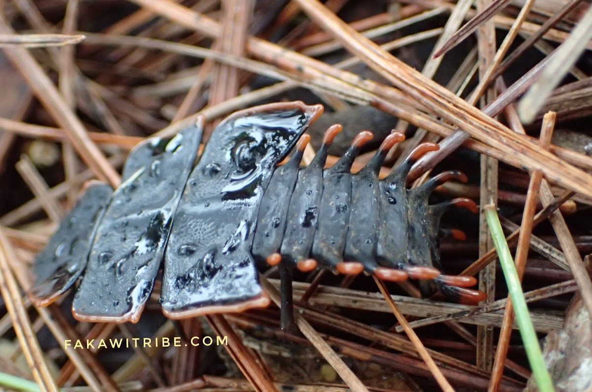 Trilobite Beetle