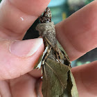 Evergreen Bagworm Moth Caterpillar