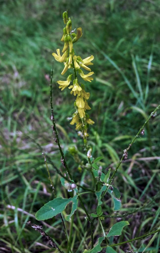 Yellow Sweet Clover