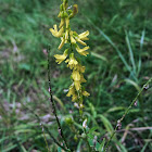 Yellow Sweet Clover