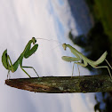 Praying Mantis