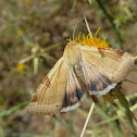 Bordered Straw