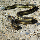 Common Garter snake