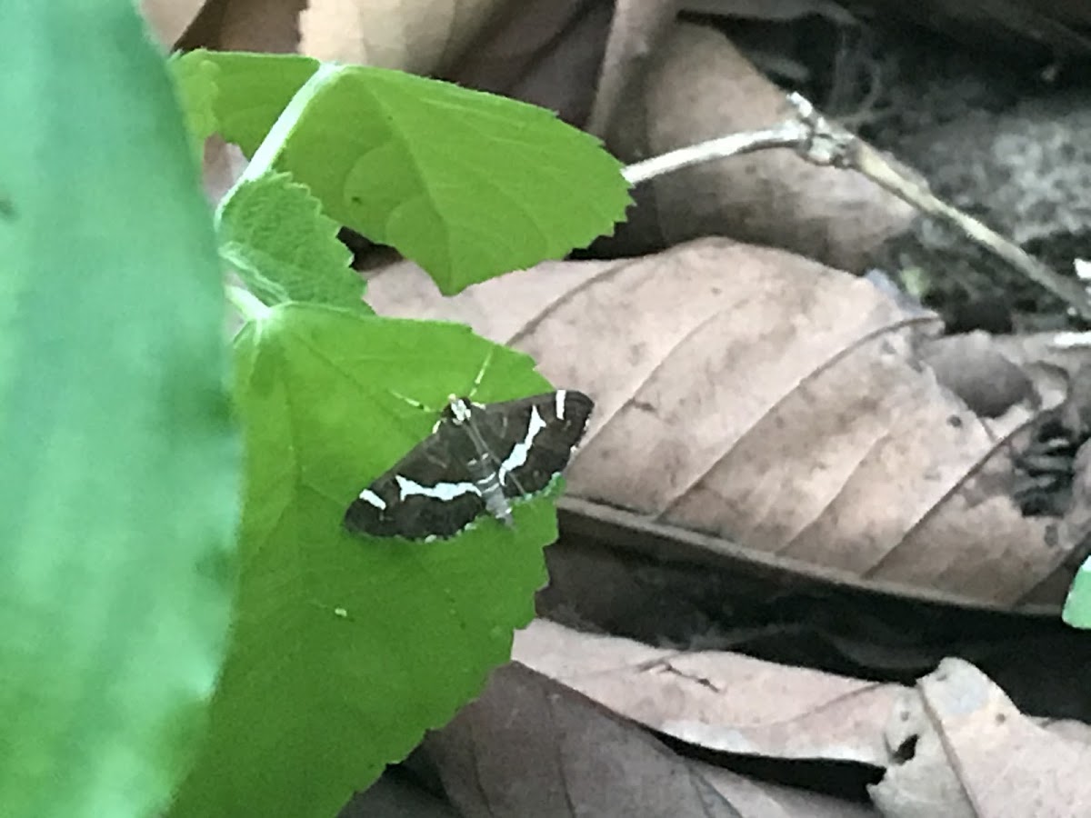 Beet Webworm Moth