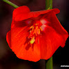 Midday flower ,Midday Flower, Scarlet Mallow, Copper Cups, Florimpia, Noon Flower, Scarlet Pentapetes, Scarlet phoenician