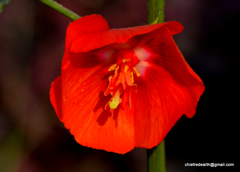 Midday flower ,Midday Flower, Scarlet Mallow, Copper Cups, Florimpia, Noon Flower, Scarlet Pentapetes, Scarlet phoenician