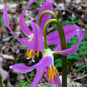 Fawn lilly