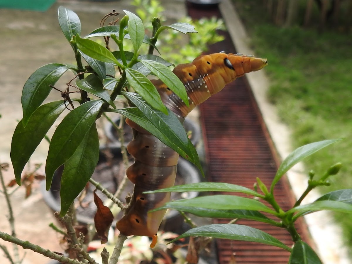 Spicebush Swallowtail