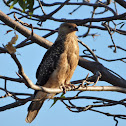 Whistling Kite