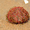 Two-toned salmacis urchin