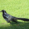 Great-tailed Grackle (male)