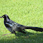 Great-tailed Grackle (male)