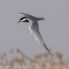 Whiskered Tern; Fumarel Cariblanco