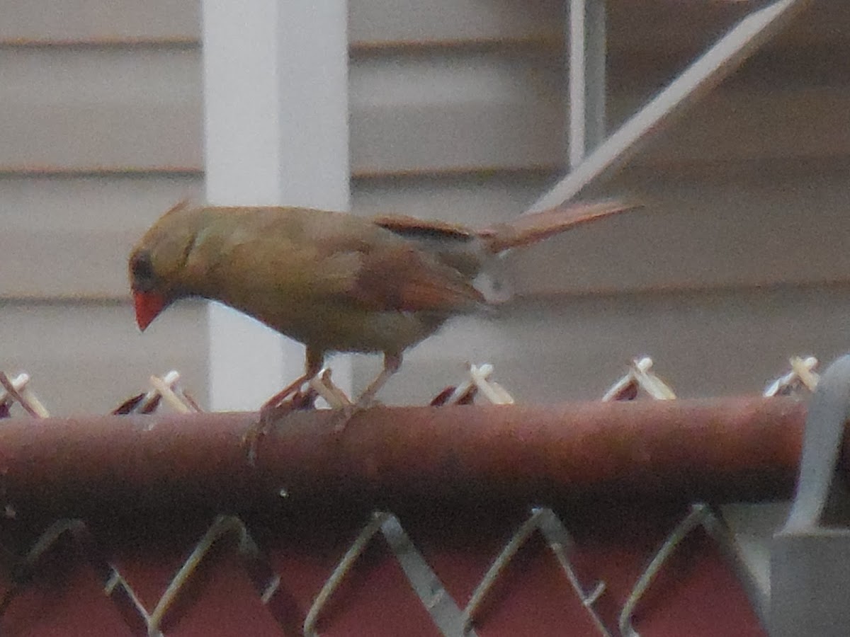 Northern Cardinal (female)