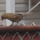 Northern Cardinal (female)