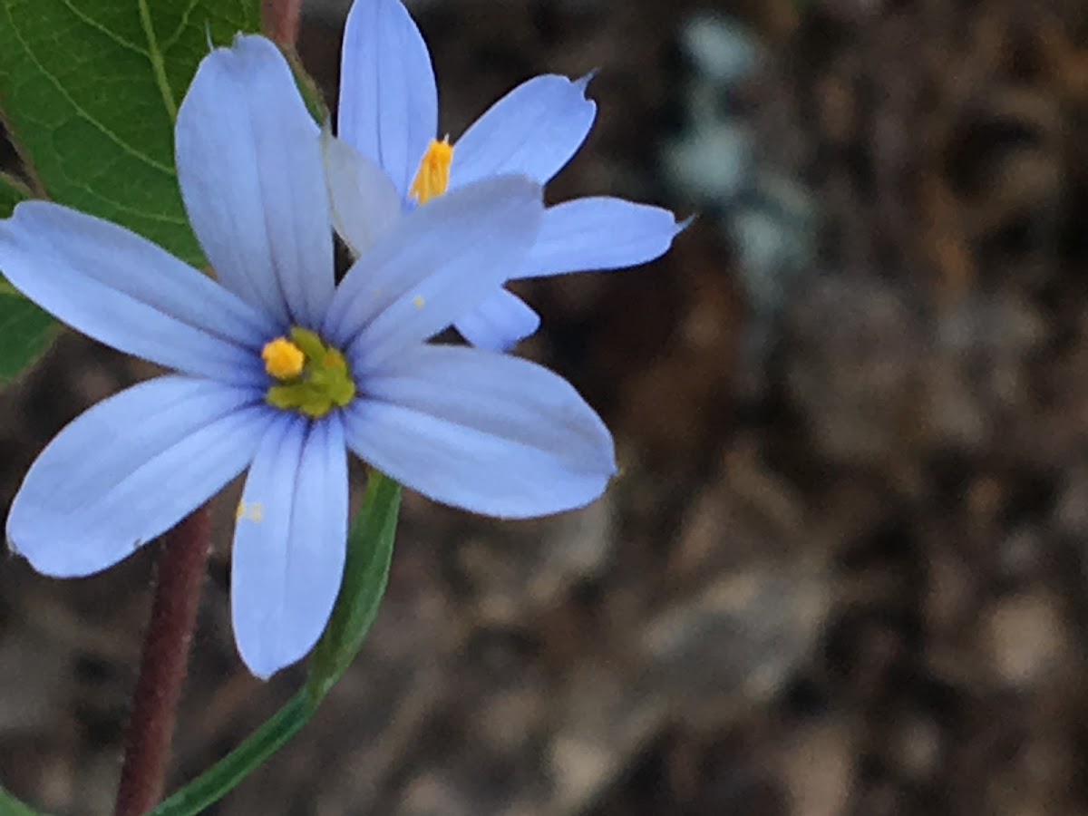 Blue Eyed Grass