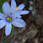 Blue Eyed Grass