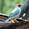 Tangara vitriolina| Scrub Tanager