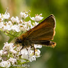 Small Skipper