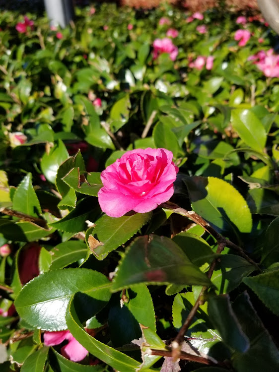 ポロのKAZ🦄 さんが投稿したカスタム事例の投稿画像2枚目