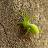 Green huntsman spider