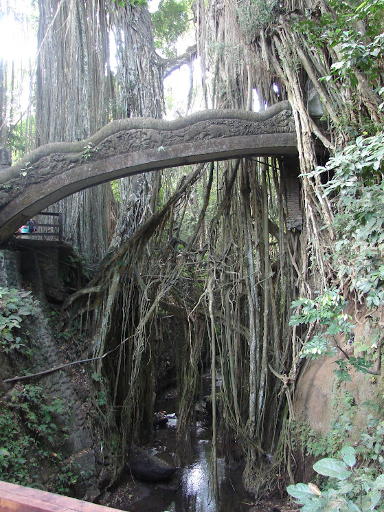 monkey forest ubud