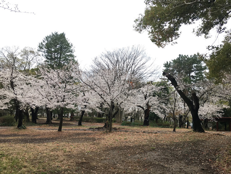 コペンの春の花便り祭り!第七弾!日本の四季を楽しみましょう！・幸せは自分自身で見出す物で他人から与えられる物では有りません！最高だね！・貧乏しても心❤️の貧乏人には成りたく無いですね！最高だね！・妬み!僻み!は持たず!心❤️豊かに過ごしましょう!最高だね！・人は人です!自分の納得出来る生き方をしましょう!最高だね！に関するカスタム事例の投稿画像43枚目