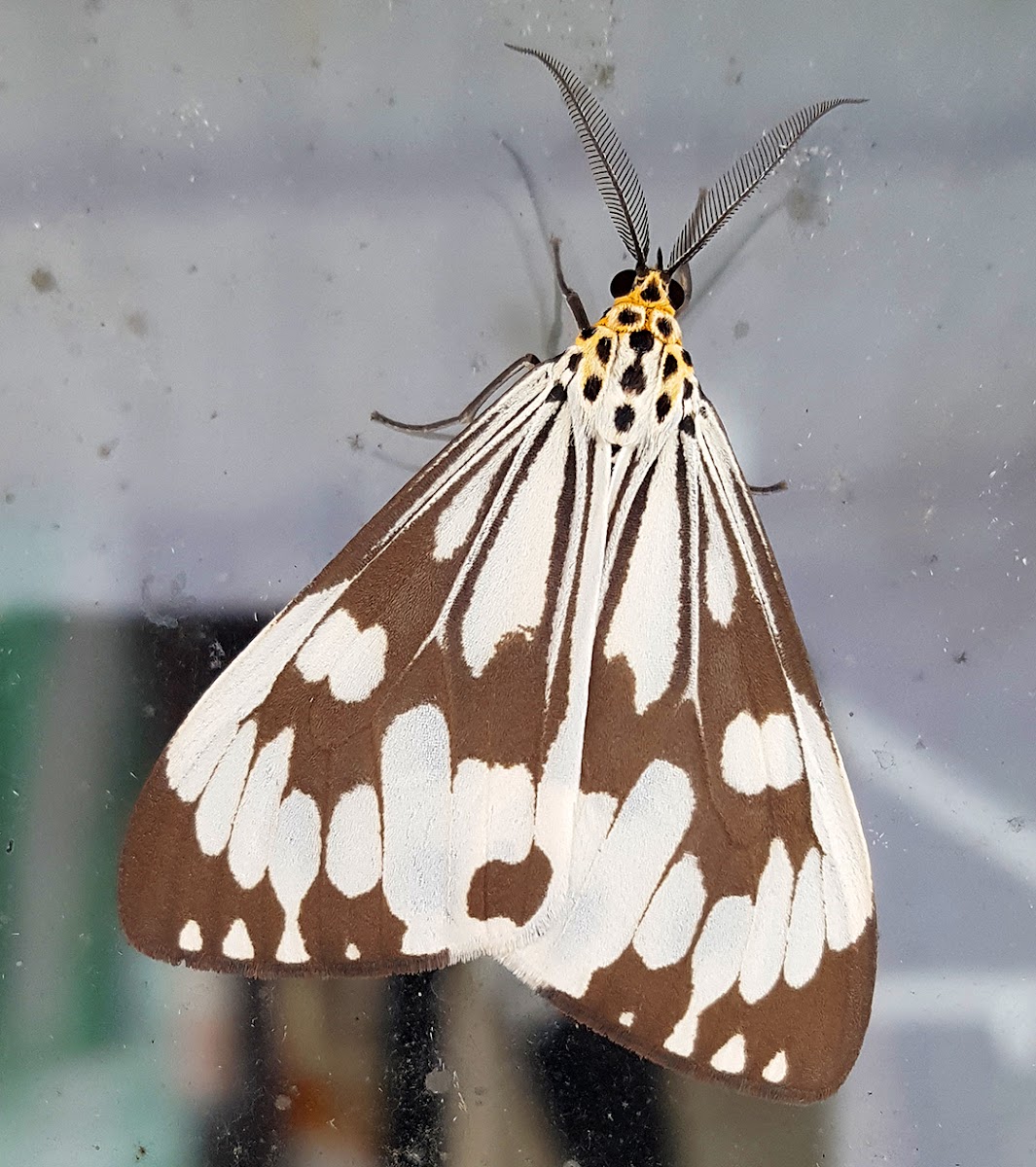 Marbled White Tiger Male